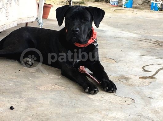A Class Orji̇nal Eği̇ti̇mli̇ Cane Corso