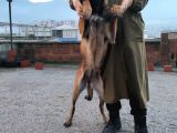7 Aylik Disi Malinois 6 Aylik Disi Malinois  6 Aylik Disi Doberman
