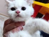 Scottish Fold Ve Scottish Straight Yavrularımız Mevcuttur