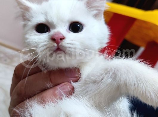 Scottish Fold Ve Scottish Straight Yavrularımız Mevcuttur görsel