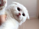 Scottish Fold Ve Scottish Straight Yavrularımız Mevcuttur