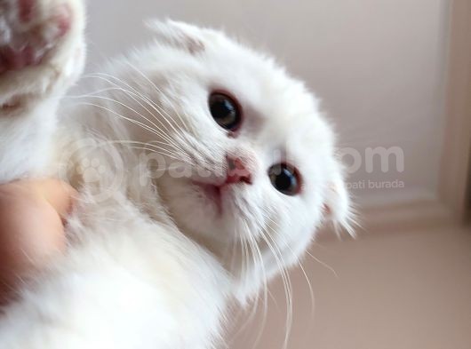 Scottish Fold Ve Scottish Straight Yavrularımız Mevcuttur görsel