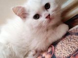 Scottish Fold Ve Scottish Straight Yavrularımız Mevcuttur