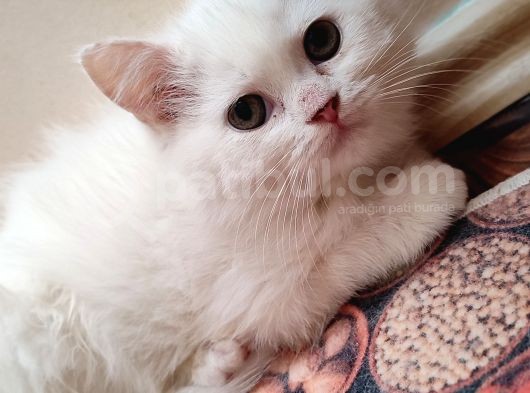 Scottish Fold Ve Scottish Straight Yavrularımız Mevcuttur görsel