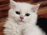 Scottish Fold Ve Scottish Straight Yavrularımız Mevcuttur