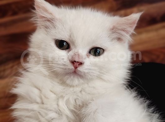 Scottish Fold Ve Scottish Straight Yavrularımız Mevcuttur görsel