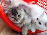 Scottish Fold ve Scottish Straight Yavrularımız Mevcuttur