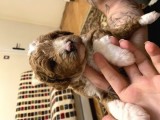 Toy Poodle Yavrularımız Yeni Yuvalarını Arıyor