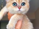 Zümrüt gözlü KIZ British Shorthair Golden Aşılı Ev Kedim