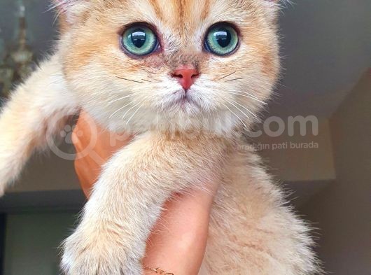 Zümrüt Gözlü Kiz British Shorthair Golden Aşılı Ev Kedim