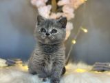 Orji̇nal Safkan Bri̇ti̇sh Shorthai̇r Torti̇e