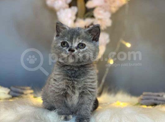 Orji̇nal Safkan Bri̇ti̇sh Shorthai̇r Torti̇e görsel