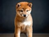 Shiba İnu İstanbul