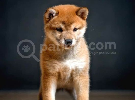 Shiba İnu İstanbul