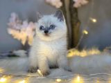 A Kali̇te Bri̇ti̇sh Shorthai̇r Blue Poi̇nt