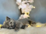 Orji̇nal Safkan Bri̇ti̇sh Shorthai̇r Torti̇e