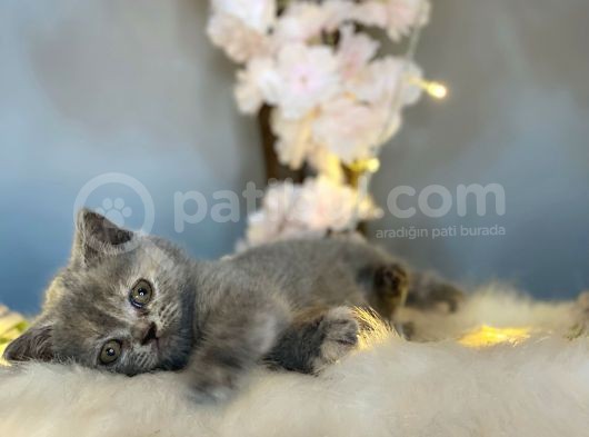 Orji̇nal Safkan Bri̇ti̇sh Shorthai̇r Torti̇e görsel
