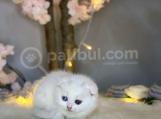 Nadi̇r Bulunan Scotti̇sh Fold Odd Eyes görsel