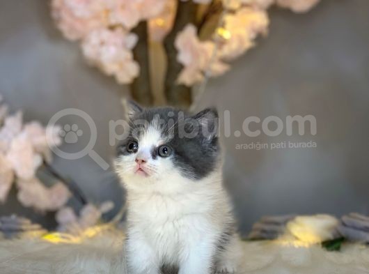 Panda Surat Bri̇ti̇sh Shorthai̇r Bi̇color görsel