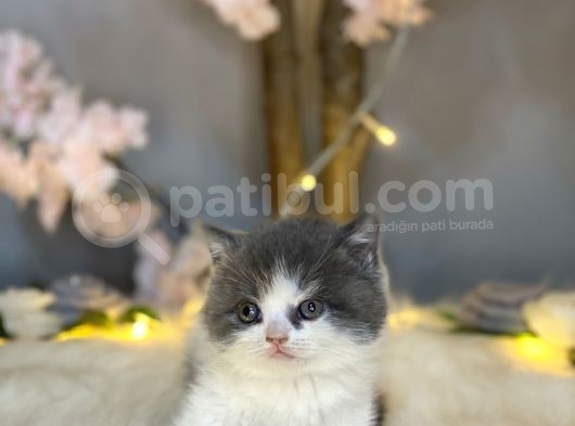 Panda Surat Bri̇ti̇sh Shorthai̇r Bi̇color görsel
