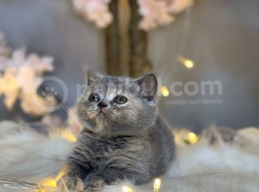 Orji̇nal Safkan Bri̇ti̇sh Shorthai̇r Torti̇e görsel