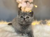 Orji̇nal Safkan Bri̇ti̇sh Shorthai̇r Torti̇e