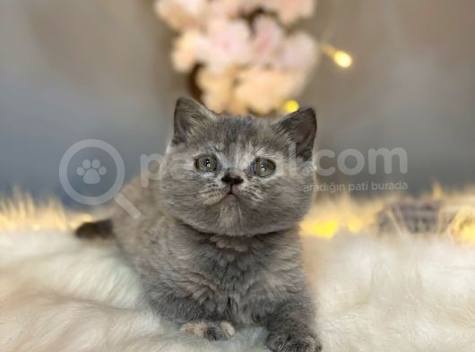 Orji̇nal Safkan Bri̇ti̇sh Shorthai̇r Torti̇e görsel