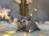 Orji̇nal Safkan Bri̇ti̇sh Shorthai̇r Torti̇e