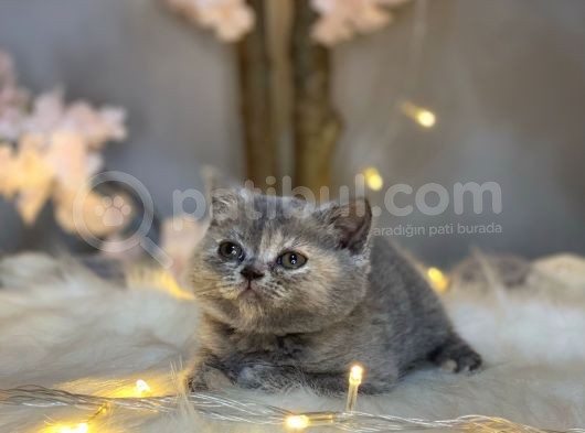 Orji̇nal Safkan Bri̇ti̇sh Shorthai̇r Torti̇e