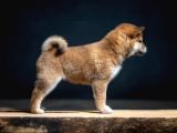 Shiba İnu İstanbul