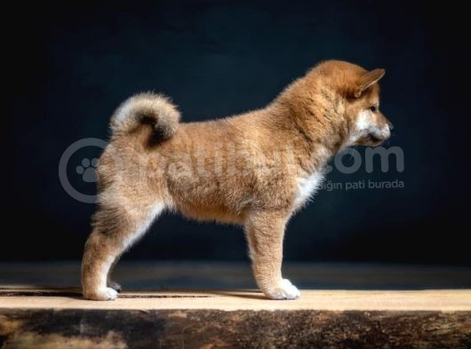 Shiba İnu İstanbul görsel