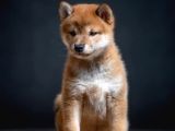 Shiba İnu İstanbul