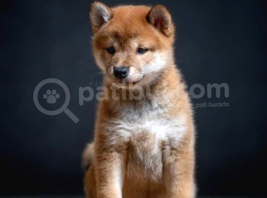 Shiba İnu İstanbul görsel