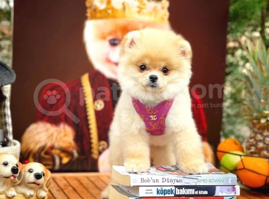 Ayı Surat Pomeranian Boo Yavrularımız görsel