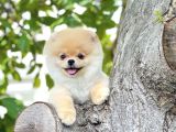 Ayı Surat Pomeranian Boo Yavrularımız