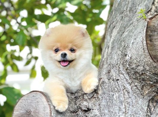 Ayı Surat Pomeranian Boo Yavrularımız görsel