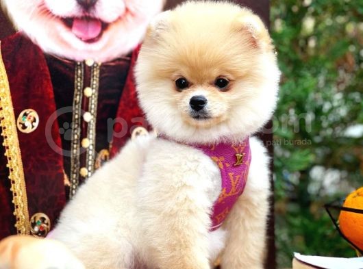 Ayı Surat Pomeranian Boo Yavrularımız