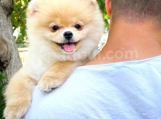 Ayı Surat Pomeranian Boo Yavrularımız görsel
