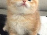 British Shorthair Erkek Yavru