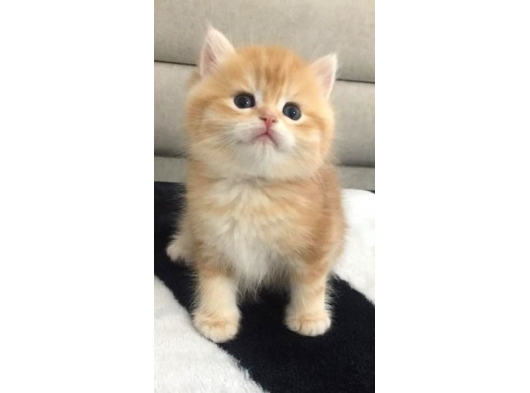 British Shorthair Erkek Yavru