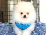 Pomeranian Boo Teddy Face Dişi Yavrumuz