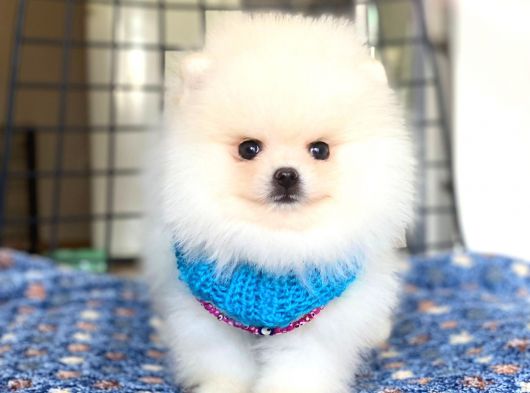Pomeranian Boo Teddy Face Dişi Yavrumuz görsel
