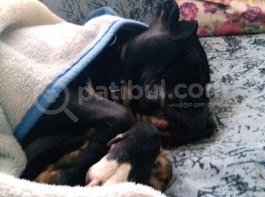 Evladıma Yeni Yuva Arıyorum Detaylar Wp Den görsel