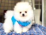 Pomeranian Boo Teddy Face Dişi Yavrumuz