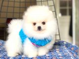 Pomeranian Boo Teddy Face Dişi Yavrumuz
