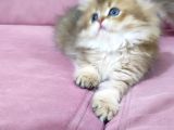 Böylesi Longhair Görülmedi