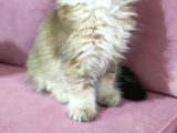 Böylesi Longhair Görülmedi