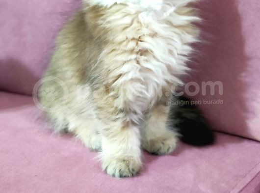 Böylesi Longhair Görülmedi görsel