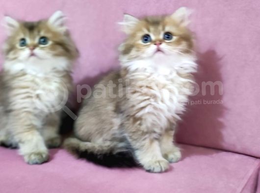 Böylesi Longhair Görülmedi görsel