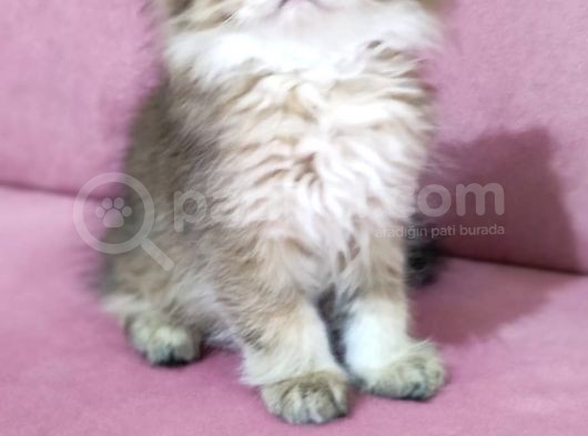 Böylesi Longhair Görülmedi görsel